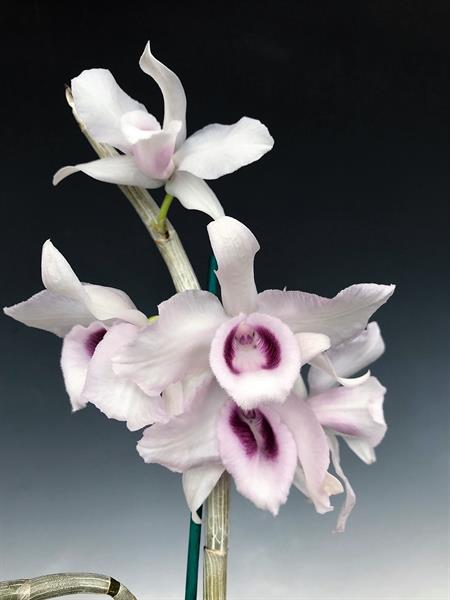Dendrobium Anosmum (Den. superbum var huttonii f. coerulea)