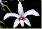 Dendrobium dicuphum (Affine)