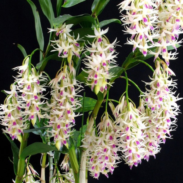 Dendrobium Amethystoglossum (Fragrant Species, Flowering) Main image