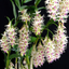 Dendrobium Amethystoglossum (Fragrant Species)