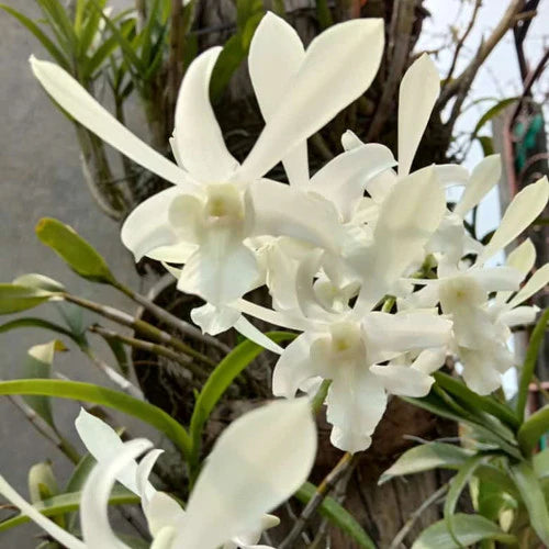 Dendrobium Caesar White