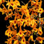 Dendrobium Chanthaboon Sunrise (In flowers now)
