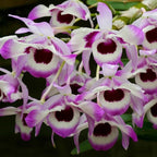 Dendrobium nobile f. cooksonianum (Species Flask - Conical) ex Taiwan