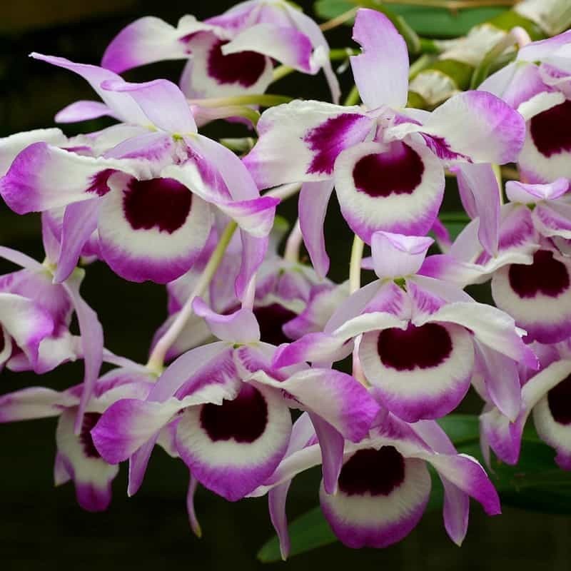 Dendrobium nobile f. cooksonianum (Species Flask - Conical) ex Taiwan