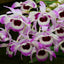 Dendrobium nobile f. cooksonianum (Species Flask - Conical) ex Taiwan
