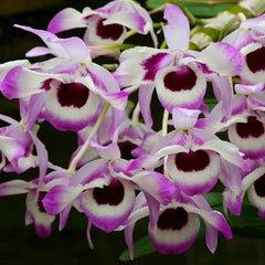 Dendrobium nobile f. cooksonianum (Species Flask - Conical) ex Taiwan