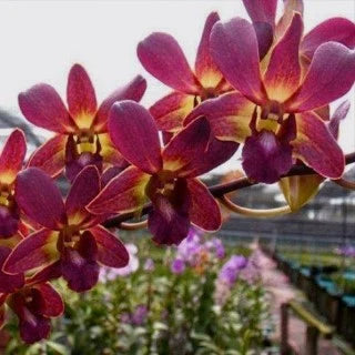 Dendrobium Lipstick x Samparan Brown Main image