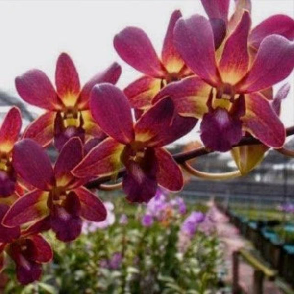 Dendrobium Lipstick x Samparan Brown Main image