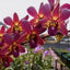 Dendrobium Lipstick x Samparan Brown
