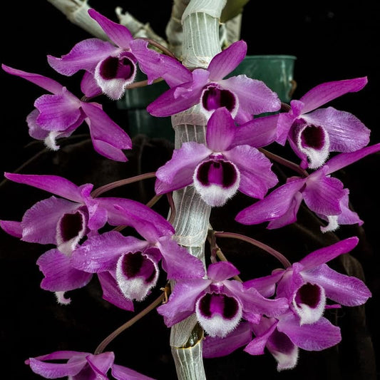 Dendrobium parishii 'Forma alba' x Dendrobium parishii 'MTIS'