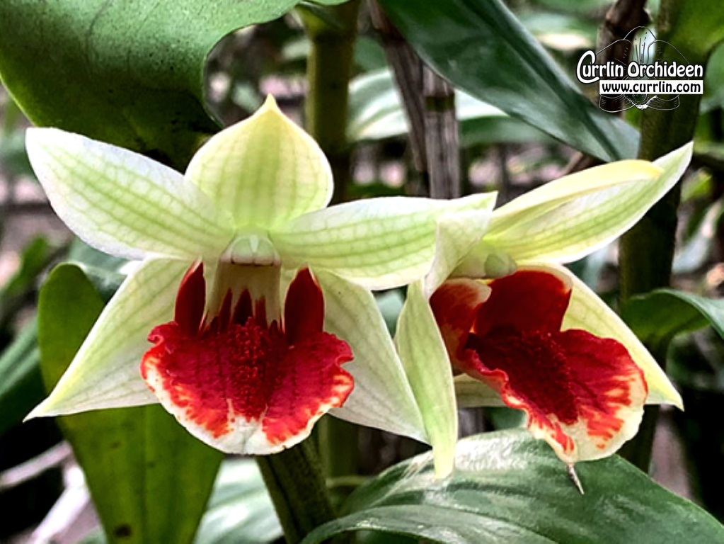 Dendrobium Jairak Green Frost