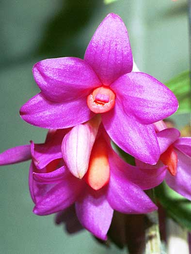 Dendrobium glomeratum Main image