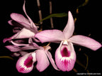 Dendrobium maccarthiae x self (Species Flask - Conical) ex Taiwan