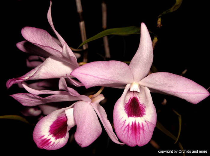 Dendrobium maccarthiae x self (Species Flask - Conical) ex Taiwan