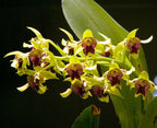 Pair of 3 Dendrobium Species