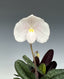 Paphiopedilum niveum