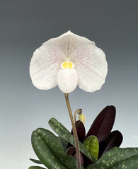 Paphiopedilum niveum (Species)