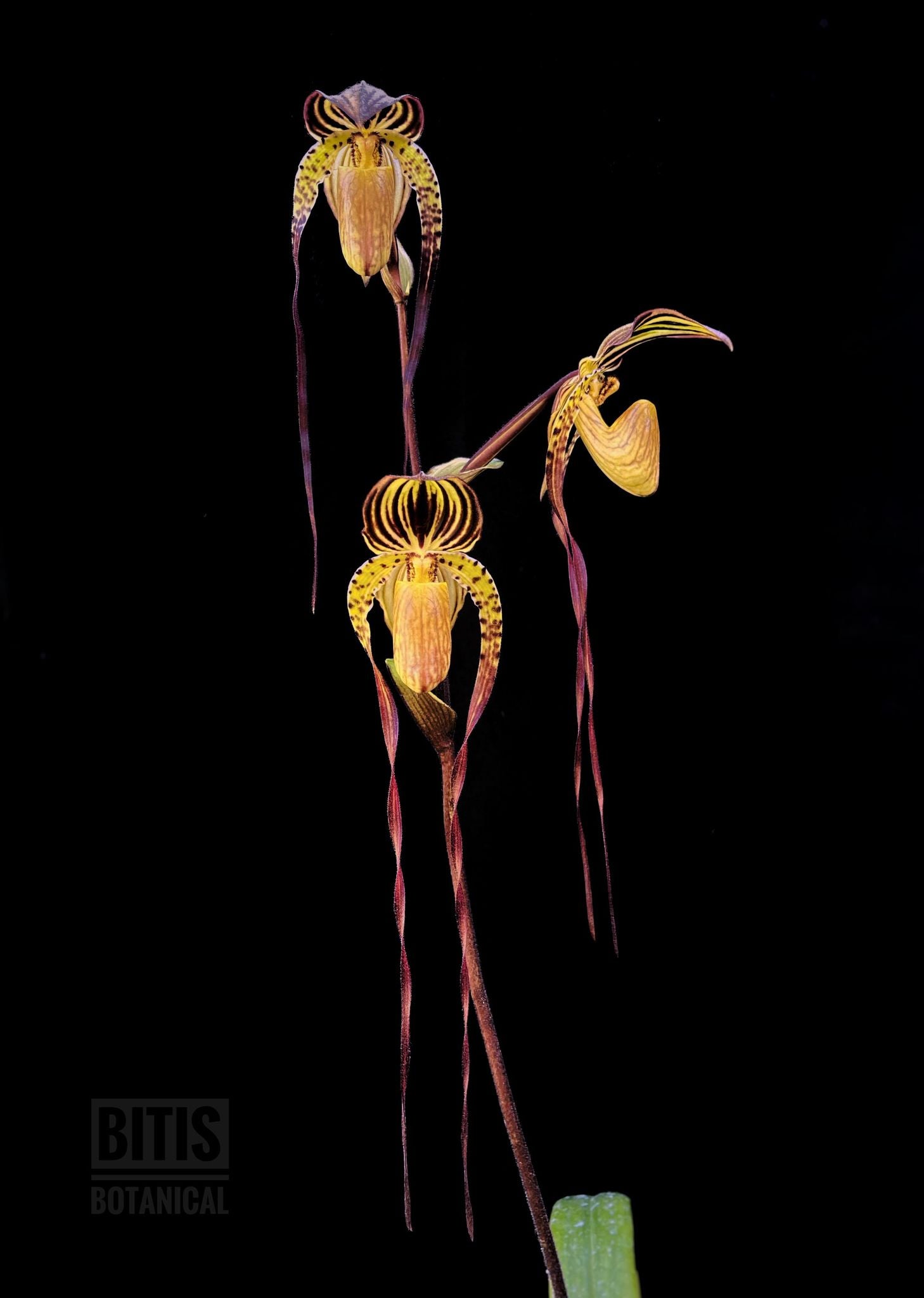 Paphiopedilum Yang-Ji Apple (philippinense × anitum) Main image