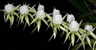 Angraecum Eburneum (Fragrant Species)