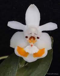 Phalaenopsis thailandica (Brown Form)