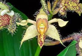 Dendrobium finistarre x engae