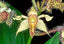 Dendrobium finistarre x engae