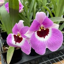 (In Spike Now) Miltoniopsis Boulivot 'THX1138'