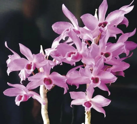 Dendrobium Anosmum Pink "Laos"