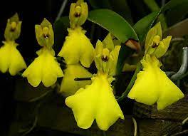 Oncidium concolor Main image