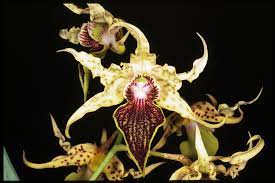 Dendrobium alexandrae (Latourea)
