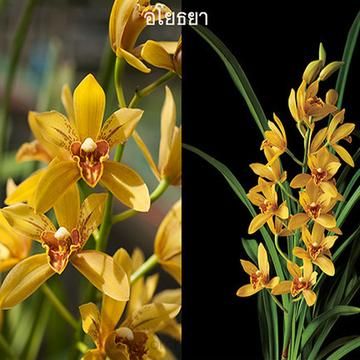 Grammatocymbidium Ayodhaya Main image