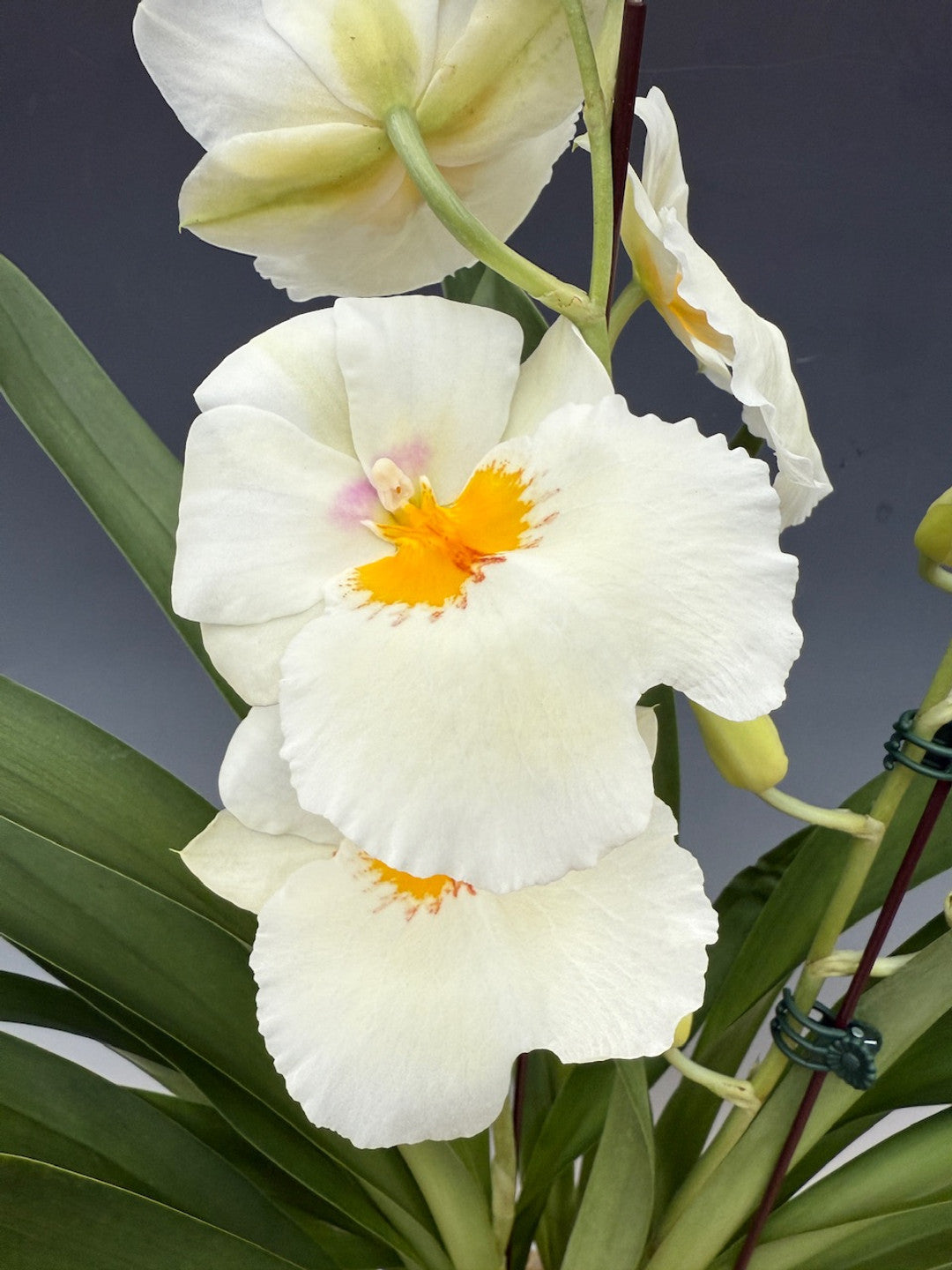 Miltoniopsis Snow Charm 'Mauna Kea' AM/AOS Main image