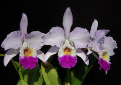 Cattleya mendelii (Species)