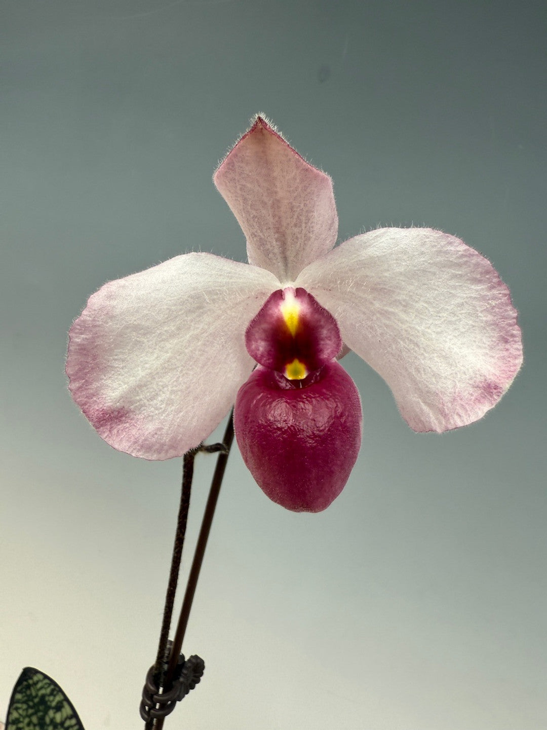 Paph. delenatii fma. vini ('Succubus' x 'Purple WIngs') Main image