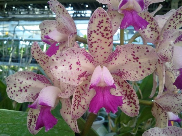 Laelia bregerii x Cattleya Caudebec 'Carmilla'