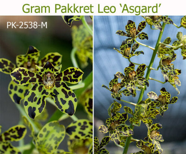 Pack of Grammatophyllum (Mericlone) Main image