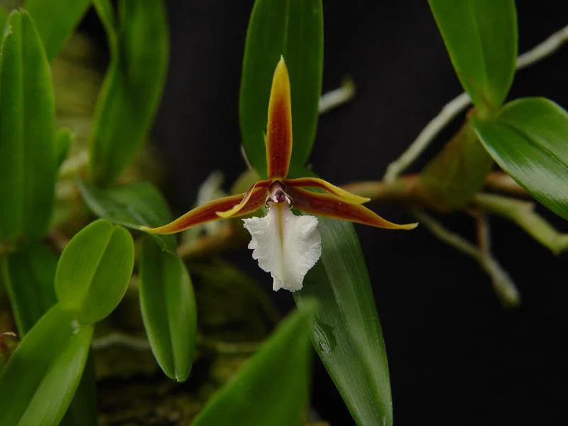 Dinema polybulbon