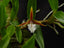 Dinema polybulbon