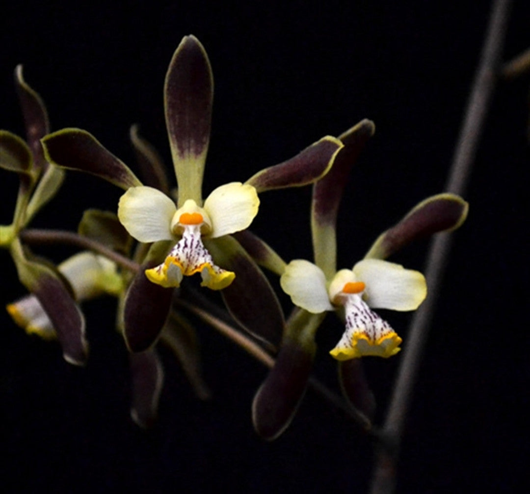Encyclia alata (In flower spike now) Main image