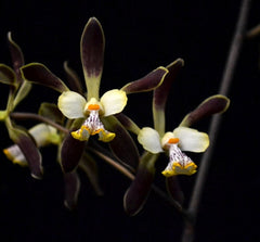 Encyclia alata