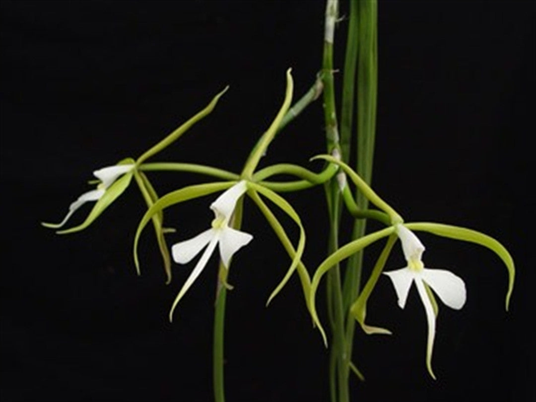Coilostylis parkinsoniana Main image