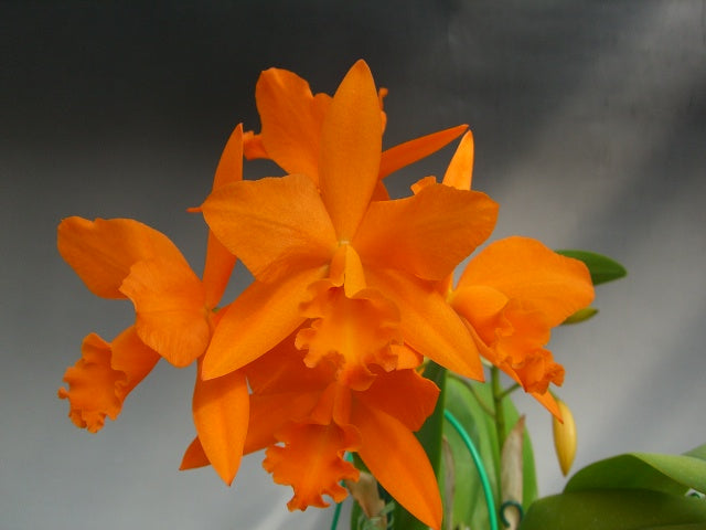 Rth. Love Passion 'Orange Bird' Main image