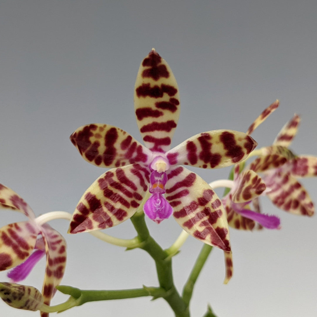 Phalaenopsis mariae (Species from Philippines) Main image