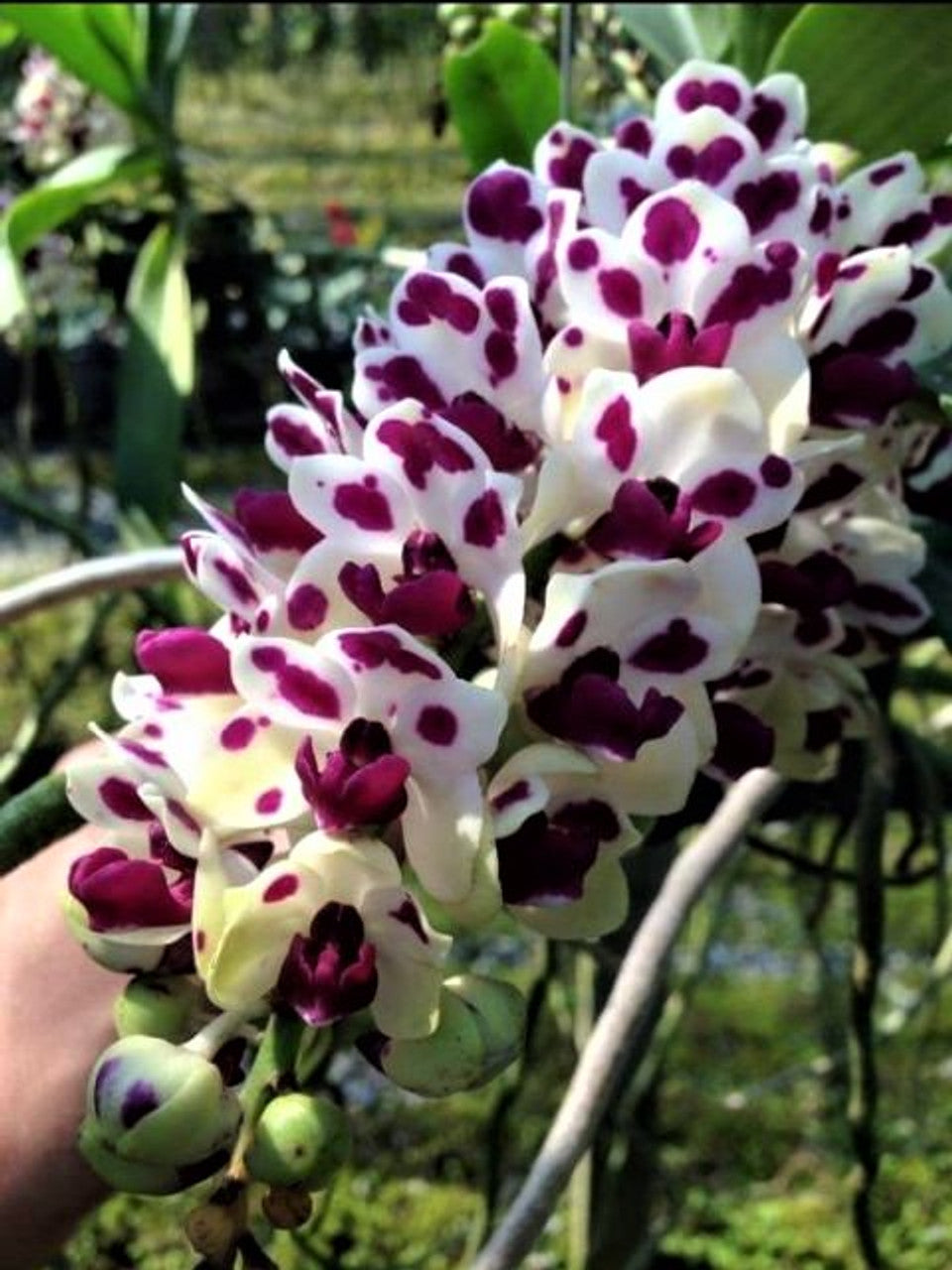Rhynchostylis gigantea "Cartoon" Main image