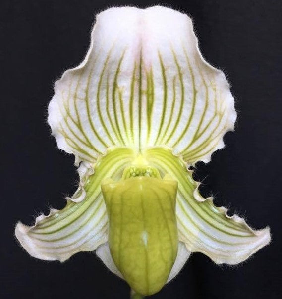 Paphiopedilum fairrieanum album