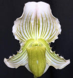 Paphiopedilum fairrieanum album