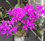 Cattleya dowiana f. rosiata