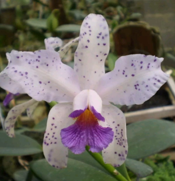 Cattleya amethystoglossa var. coerulea Main image