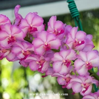 Vascostylis (lawrenceae x Pine River) Main image
