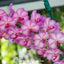 Vascostylis (lawrenceae x Pine River)